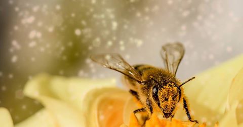 a méhek pénzt keresnek az interneten