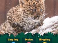 Szavazz Te is február 13-ig, mi legyen ennek a csodás leopárdkiscsajnak a neve!