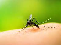 Figyelem: irtják a szúnyogokat Debrecenben