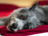 Ingyenes kutyaivartalanítási program Debrecenben