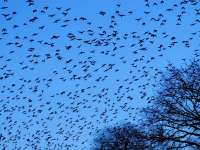 Varjúbehúzás a temetőben