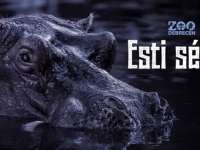 Tavaszi Esti Séta az Állatkertben!