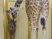 Az állatkertben először született zsiráfcsikó